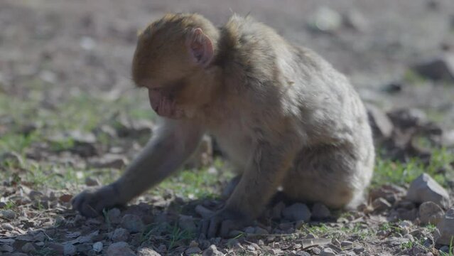 Close up of monkey looking for food, Morocco 4k 50fps