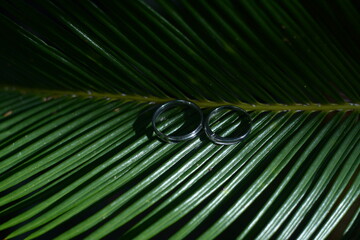 two wedding rings on a leaf in the background. The wedding ring is one of the symbols in marriage. a beautiful pair of wedding rings in silver color.