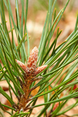 macrophoto pine branch and buds very close-up