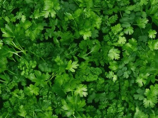 Cilantro background as seamless tile (generative AI)