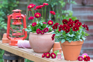 Garten-Arrangement mit roten Hornveilchen und Maßliebchen in Terracotta-Töpfen
