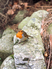 European cute Robin perched on a stone.