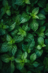 Fototapeta na wymiar Closeup beautiful mint leaves background