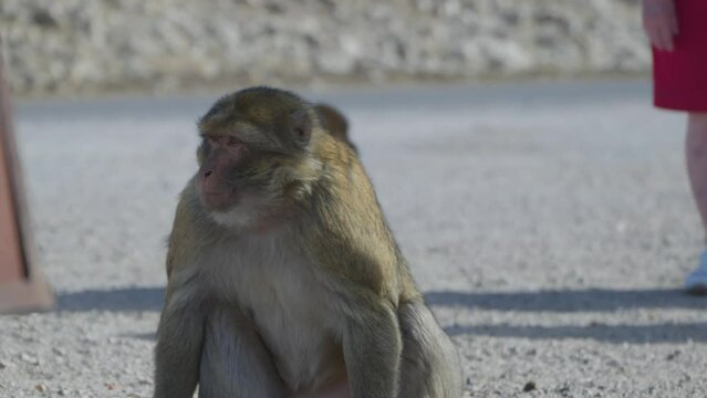Monkey eating among tourists, Morocco 4k 50fps