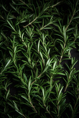 Obraz premium Close up of fresh rosemary, overhead angle