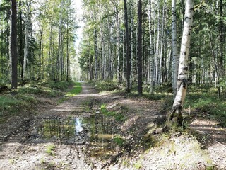 The road goes through the forest. Green trees are a sunny day. Mixed birch forest. Pine. Ate