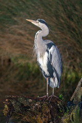 Grey heron has spotted something in the sky