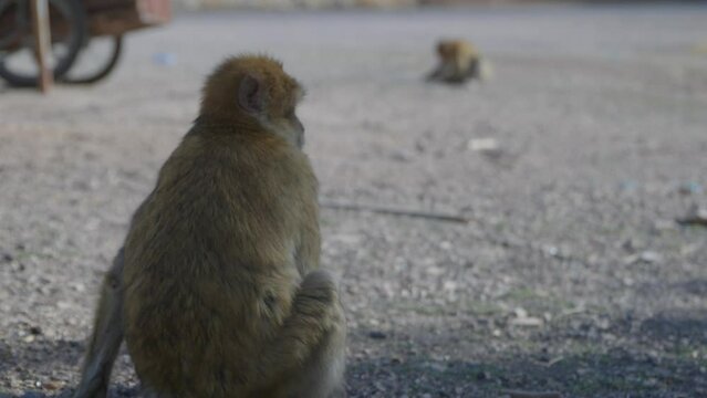 Monkeys on side of road, Morocco 4k 50fps