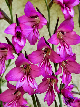 Byzantine Gladiolus (Sword Lily) growing against a limestone wall
