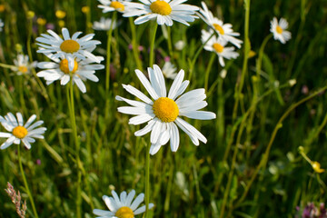 Daisies  flowers on a meadow