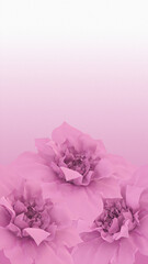 Blooming Pink Flowers on Pink and White Gradient Background
