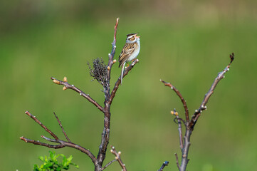 Clay-colord Sparrow Singing