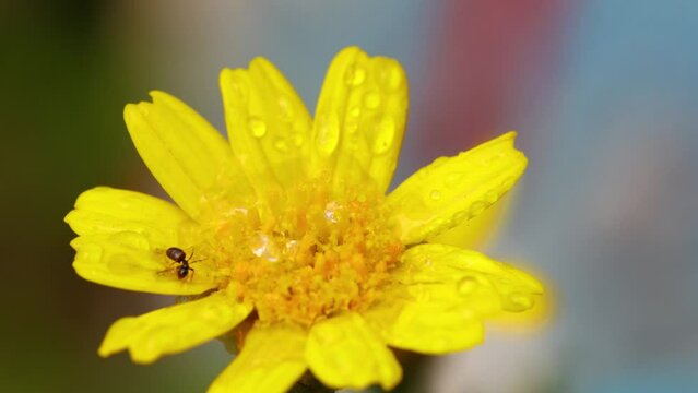 Closeup macro shot of yellow euryops flower, with ant on it. Beautiful texture of anther and petals in sunlight