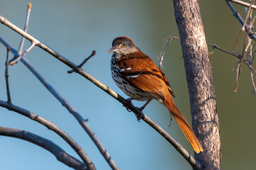 Brown Thrasher Perched in Tree