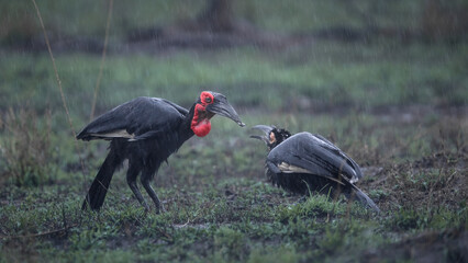 Southern ground hornbill feeding juvenile while it rains © John