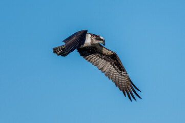Osprey Flying Over Pond