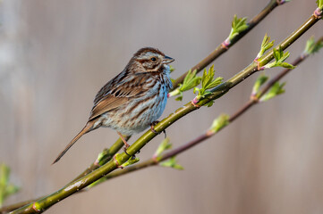Song Sparrow Perched on Branch