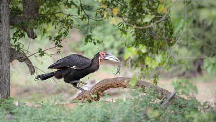 Southern ground hornbill walking with lizard in beak, Kruger National Park
