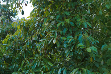 Fototapeta premium exotic tropical fruits avocado, Persea americana, Persea gratissima on evergreen tree genus Perseus of the Lauraceae family, concept healthy eating, vegan diet, raw food