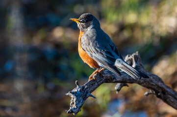 American Robin Perched on Branch
