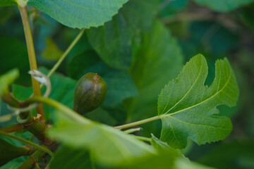 green leaf fig tree, ripening fruit, garden, common fig tree, Ficus carica, concept of healthy eating, vegan diet, raw, healthy food, vitamin c, industrial citrus fruit production