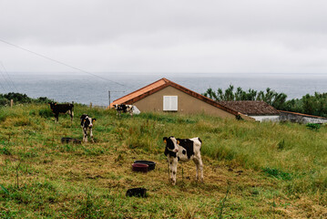 Traditional rural landscape in Terceira Island a cloudy day of summer. Cows grazing at the farm...