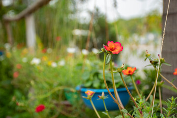 Various flowers and cactus plants inside nursery