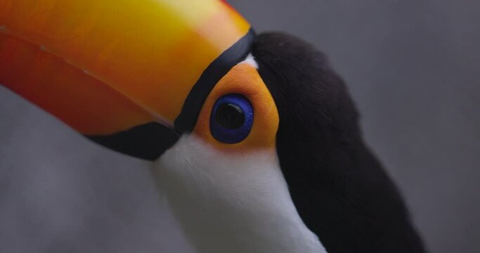 Toucan bird close up on big blue eyes - slow motion
