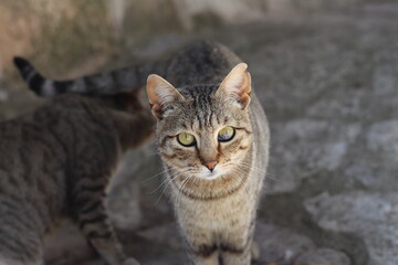 Mirada felina
Gato joven abandonado, con un pequeño tumor en el ojo