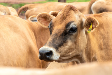 Herd of Jersey dairy cattle in the confinement of a dairy farm in Brazil