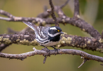 Black-throated Gray Warbler in the Colorado Mountains