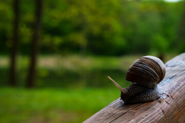 A large snail in a shell crawls on the grass, close-up view