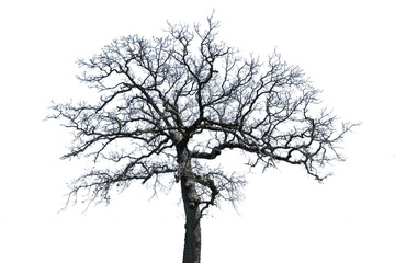 Tree on Transparent Background