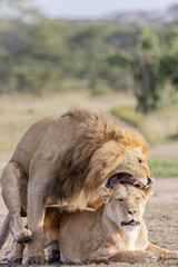 Fototapeta na wymiar Lions Mating