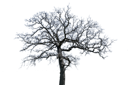 Tree on Transparent Background