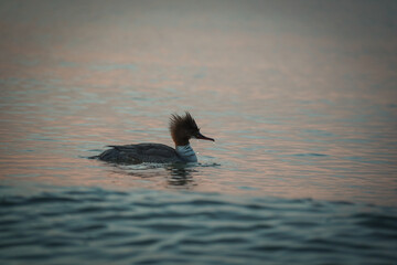Kaczka kaskaderka © Maja