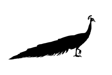 Fototapeta premium Peacock walking silhouette isolated on a white background. Vector illustration