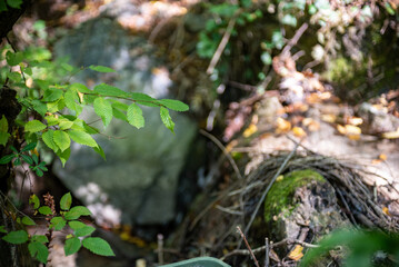 Obraz premium Closeup of Green Leaves in the Mountains in Autumn in the Forest in Italy