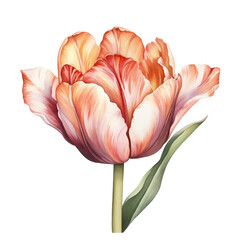 A Tulip Watercolor Clipart Illustration, made with generative AI