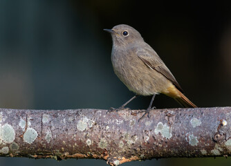 Black redstart (phoenicurus ochruros) simple and elegant posing on lichen covered branch in autumn