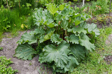 Naklejka premium Bush of the culinary rhubarb in overcast weather