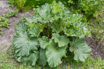 Bush of the culinary rhubarb in overcast weather