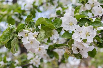Apple branch with flowers, close-up on a blurred background