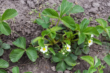 Bush of the blooming garden strawberry plant against the soil