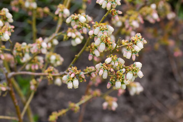 Branches of blooming cultivated blueberry close-up in selective focus