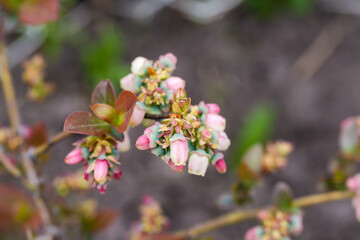 Fototapeta na wymiar Branch of blooming cultivated blueberry, close-up on blurred background