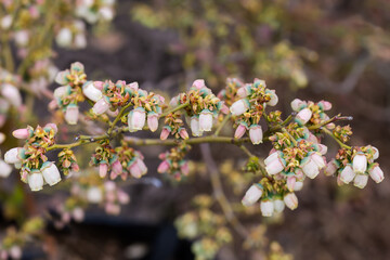 Obraz premium Branch of blooming cultivated blueberry, close-up on blurred background