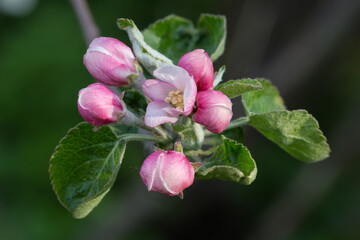 Apple branch with flower buds on a dark blurred background