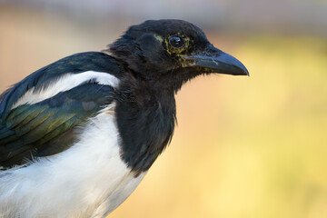 Eurasian magpie (pica pica) very close autumn portrait with detailed beak and eyes 
