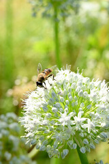 closeup the brown black honey bee hold on onion white flower with plants and leaves in the farm soft focus natural green brown background.